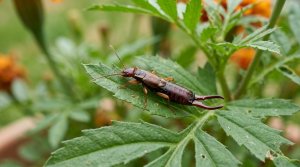 Earwigs and Your Potted Plants: A Calm Guide to Trapping Them and Keeping Them Out