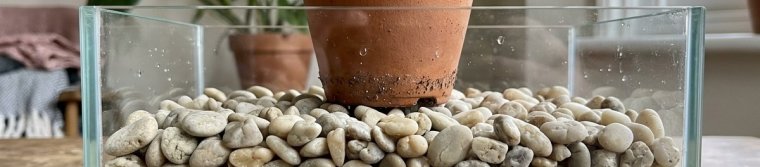 A potted plant resting on pebbles in a clear tray, with the water level below the pot