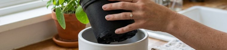 A houseplant in a plastic nursery pot with drainage holes being set inside a larger white decorative cover pot