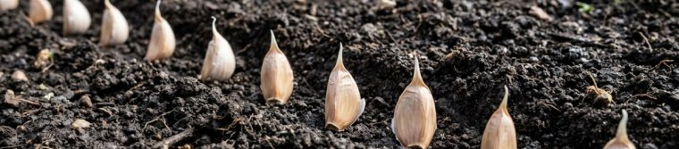 Garlic cloves standing upright in a shallow furrow, tips facing up