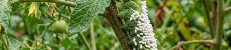 Green hornworm on a tomato stem with small white wasp cocoons on its back