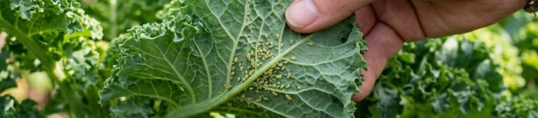 Hand turning over a kale leaf to show aphids underneath