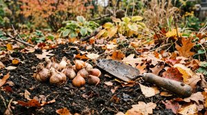 Planting Spring Bulbs in Fall: A Calm Guide to Daffodils, Tulips, Hyacinths and Crocus