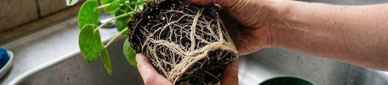 A houseplant held over a sink after being slid out of its pot, showing a root ball with pale roots