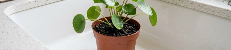 A potted plant in a nursery pot sitting in a kitchen sink as water drains from the bottom