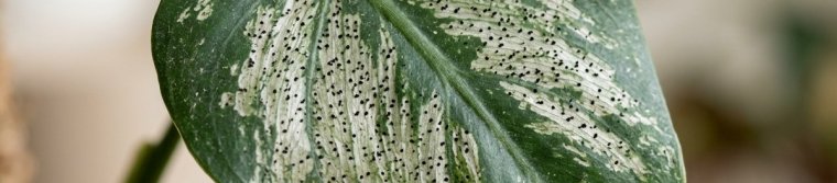 A houseplant leaf with silvery pale patches and tiny black specks