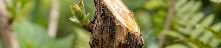 Slanted pruning cut just above a bud on a shrub stem