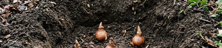 Daffodil bulbs in a wide planting hole with pointed tips facing up