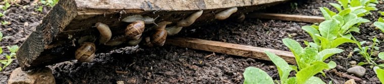 Wooden board trap raised on thin strips with snails and slugs underneath