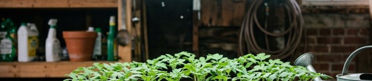 Seedlings in a cell tray under a shop light a few inches above