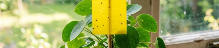 A yellow sticky card on a wooden stake in a potted houseplant, at the height of the leaves