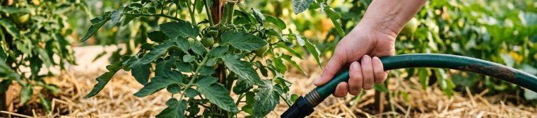 Hose held low watering the base of a tomato plant over straw mulch