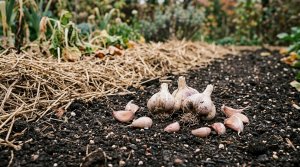 Planting Garlic in Fall: A Calm Guide to Cloves, Spacing, Mulch and Harvest