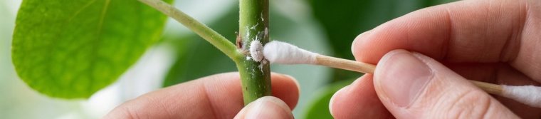 A cotton swab touching a white mealybug where a leaf meets the stem