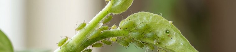 A cluster of small green aphids on the tender tip of a houseplant stem
