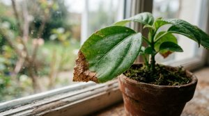 Brown Leaf Tips on Houseplants: A Calm Guide to Finding the Cause